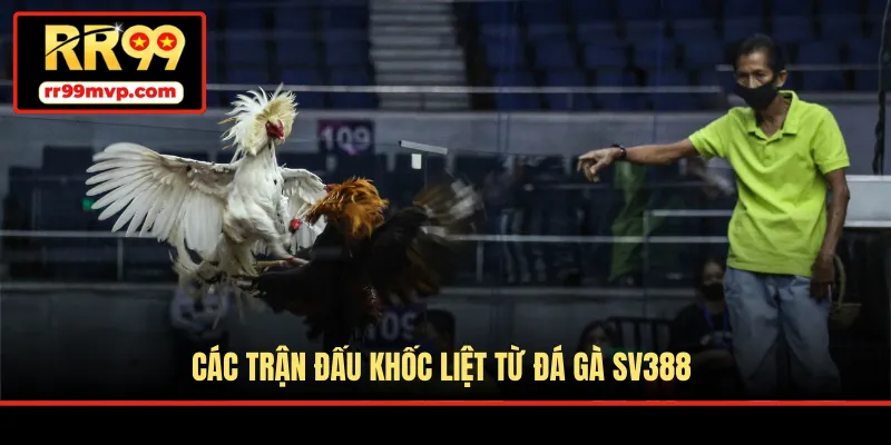 Các trận đấu khốc liệt từ đá gà SV388