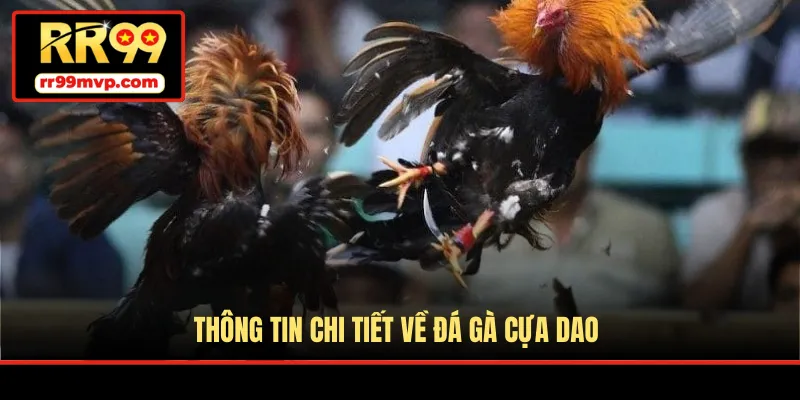 Thông tin chi tiết về đá gà cựa dao