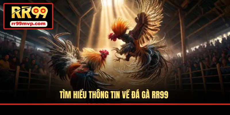 Tìm hiểu thông tin về đá gà RR99